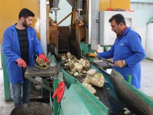 Pancarın “Tatlı” Yolculuğu Başladı