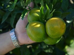 Erkenci Mandalina Tüccardan İlgi Bekliyor