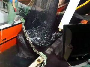 Karadeniz’de Palamut Bolluğu