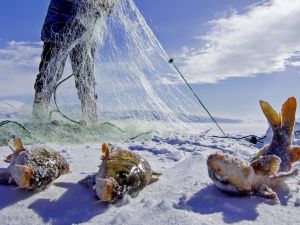 Sarı Sazanlar, ‘Sessiz Sedasız’ Yok Oluşun Eşiğinde