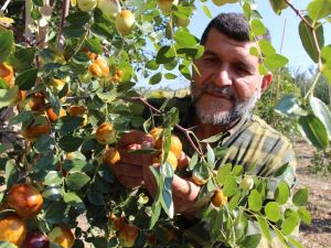 Rüyasında Gördüğü Meyveden 250 Ton Üretti