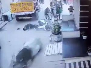 İneklerin Kavgasında Motosikletli Şahıs Yaralandı