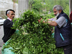 Çay Sektöründe Ürün Kaybı Yaşanıyor