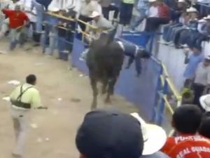 Boğanın Üzerinde Bayıldı