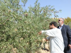 Tarihi Manastırda Zeytin Hasadı Başladı