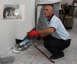 Rize'de Kedi Kurtarma Operasyonu