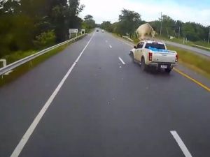 Kamyonet Yola Çıkan İneğe Çarptı