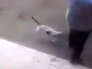 Öfkeli Kedi Adama Böyle Saldırdı