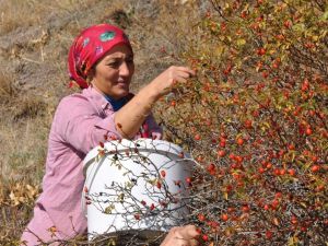 Gümüşhane’de Kuşburnu Hasadı Tamamlanmak Üzere