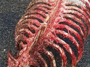 Ayıların Saldırdığı Attan Geriye Sadece İskeleti Ve Derisi Kaldı