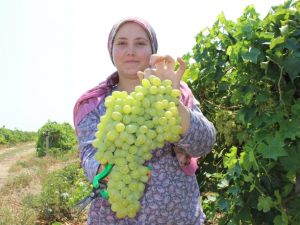 Rusya Kapıları Açtı Üzümde İhracat Arttı