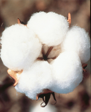 Çocuklara pamuklu giydirin...