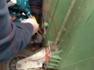 Talihsiz Yavru Kedi Böyle Kurtarıldı