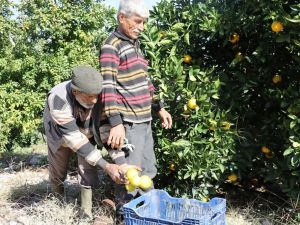 Portakalda Erken Hasat Bereketi