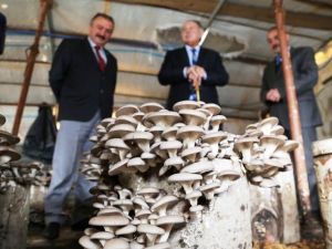 Kayın Mantarı Üretim Alanlarını İnceledi