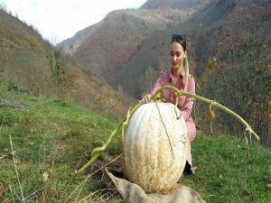 60 Kiloluk Kabak