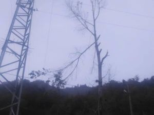 Budamak İçin Çıktığı Ağaçta Elektrik Akımına Kapıldı