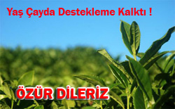 Yaş Çay Desteklenen Ürünler Arasında
