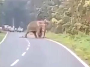 Fil Adamı Böyle Öldürdü