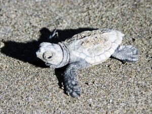 227 Bin 696 Caretta Caretta Yavrusu Denizle Buluştu