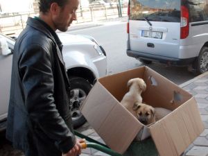 Hasta Köpekleri Veterinere El Arabasıyla Taşıdı