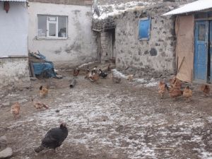 Bin Kanatlı Hayvan İtlaf Edildi