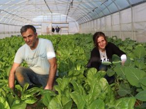 Pazarcılıktan Seracılığa