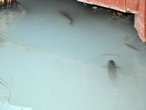 Ceyhan Nehri’nde Toplu Balık Ölümleri