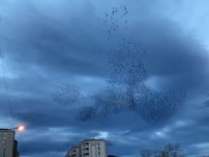 Sığırcıkların Dansı Hayran Bıraktı