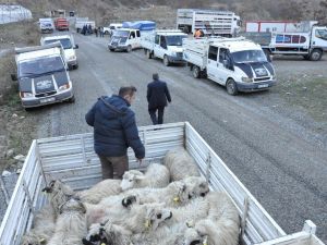 Gümüşhane’de Genç Çiftçilere Küçükbaş Hayvanları Dağıtıldı