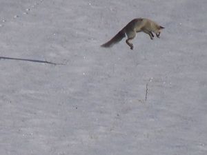 Tilkilerin Fare Avı Böyle Görüntülendi