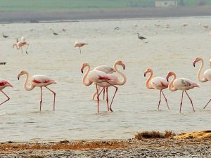Flamingolar Bodrum’a Akın Etti