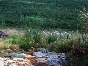 Hatay’da Çizgili Sırtlan Görüntülendi