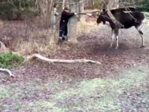 Salıncağa Dolan Geyiği Böyle Kurtardı