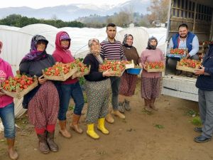Yaz Çileğini Kışın Da Ürettiler