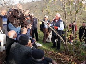 Yüzde 60 Verim Artışı İçin Fındığı Buda
