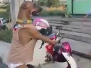 Sevimli Köpek Sahibini Böyle Bekledi