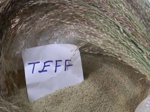 İşte Dünyanın En Küçük Tahılı: Teff
