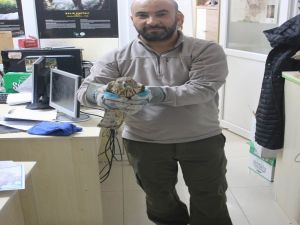 Kanadı Sıkışan Çakırkuşunu Ekolog Kurtardı