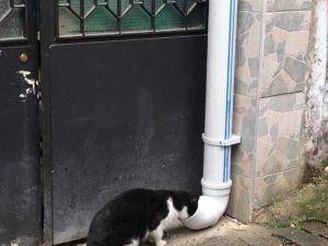 Trabzon’da Hayvanlar İçin Yemleme İstasyonları Kuruluyor