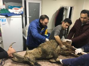 Artvin’de Yaralı Bulunan Dağ Keçisi Kars’a Sevk Edildi