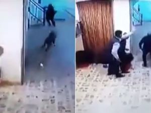 Hastanede Sırtlan Paniği
