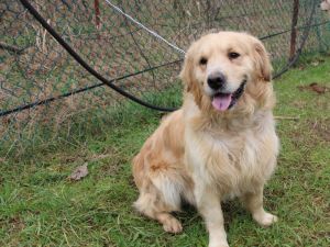 Kanseri Koklayarak Bulacaklar