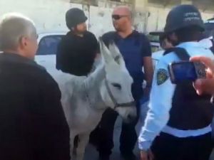 İsrail Eşeğe Bile El Koydu