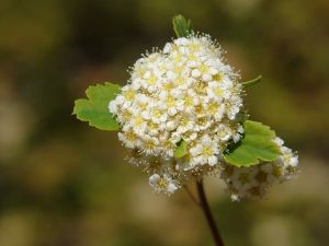 Cudi Dağı’nda Yeni Bir Çalı Türü Keşfedildi