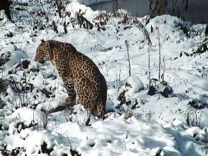 Putin’in Leoparı Doğaya Salındı