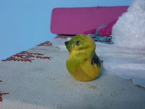 Muhabbet Kuşu Değil Limon
