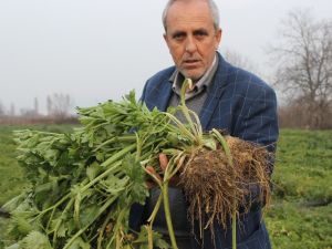 Kereviz Para Etmeyince Tarlada Kaldı