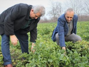 Kereviz Para Etmeyince Tarlada Kaldı