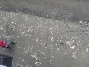 Balık Ölümleri Hes’e Ceza Getirdi
